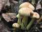 Sárga kénvirággomba (Hypholoma fasciculare), Budai-hegység